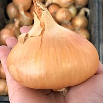 Семена репчатого лука Штуттгартер Ризен