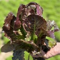 семена кочанного салата Эмилия