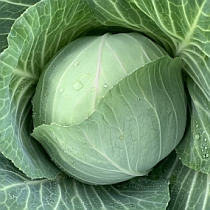 Семена капусты белокочанной Парел F1