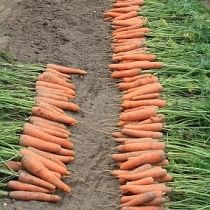 Семена моркови Нантик Резистафлай F1