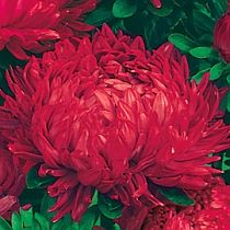 семена астры пионовидной Скарлет