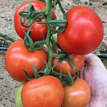 Семена томата Семко 2015 F1