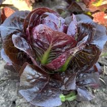 семена кочанного салата Мунред