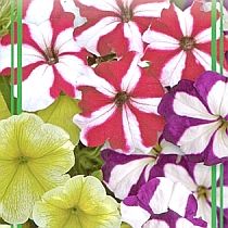 семена петунии Ампельная Звезда