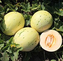 Семена дыни Фестиваль Оранж F1 (YR)