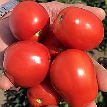 Семена томата Рустикул F1