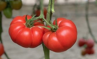 Проект номер один: Вкус во всей красе.