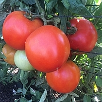 Семена томата Тверия F1
