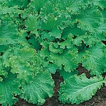 семена горчицы  Волнушка