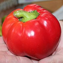 Семена перца сладкого для открытого грунта Садовое Кольцо