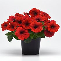 семена петунии Е3 Изи Вейв Ред  F1