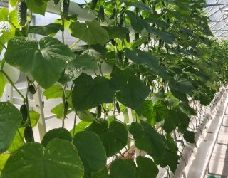 Получение ранней огуречной продукции на Фитопирамиде