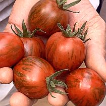 Семена томата Бэйби Тайгер F1