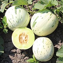 Семена дыни Фестиваль Грин F1