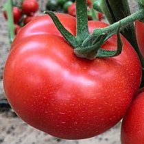 Семена томата Мальбек F1