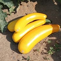 семена цукини Желтоплодный