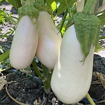 Семена баклажана Лебединый