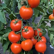 Семена томата Ньюоранж F1