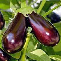 Семена баклажана Фиолетовое Чудо F1