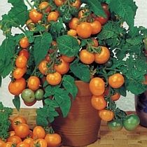 Семена томата Балконное Чудо