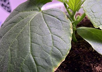 Калий – важный элемент питания растений