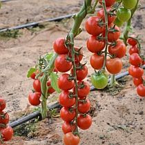 Семена томата Форте Мальтезе F1