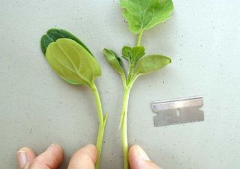 Арбузная Школа от Семко - Прививка 