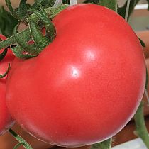 Семена томата Картули Вардеспери F1