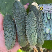 Семена огурца Спринт F1