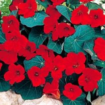 семена настурции Революция 