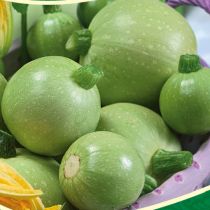 семена цукини Амарок F1