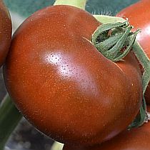 Семена томата Ашкелон F1