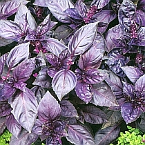 семена базилика Рози