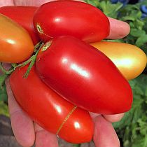 Семена томата Семко 101 F1