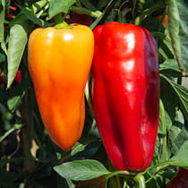 семена перца сладкого юбилейный семко 30 f1