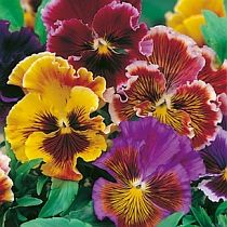 семена виолы Рококо