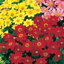 семена георгины Георгина однолетняя