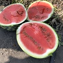 Семена арбуза СРД-2