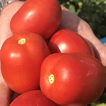 Семена томата Бриксол F1