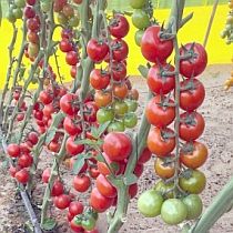 Семена томата Форте Маре F1