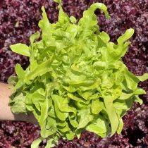 семена листового салата Дубачек