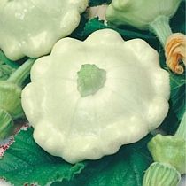 семена патиссона Пятачок