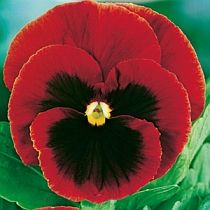 семена виолы Татьяна