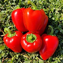 семена перца сладкого заря f1