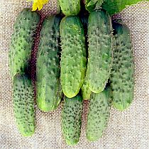 Семена огурца Орленок F1