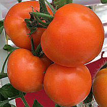 Семена томата Оранжевый Бой F1