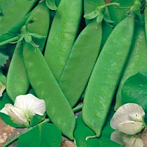 семена гороха Сахарный