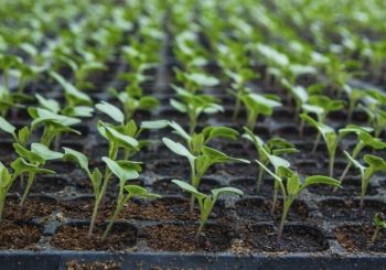 Выращивание рассады: наши советы