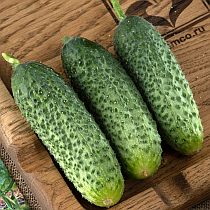Семена огурца Рисан F1
