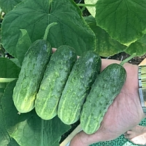 Семена огурца Аккорд F1